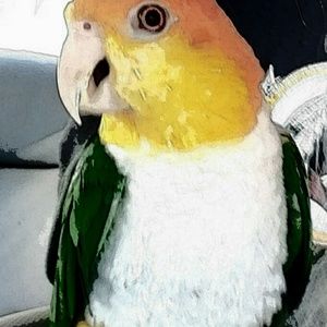 Meet your Posher, Susan